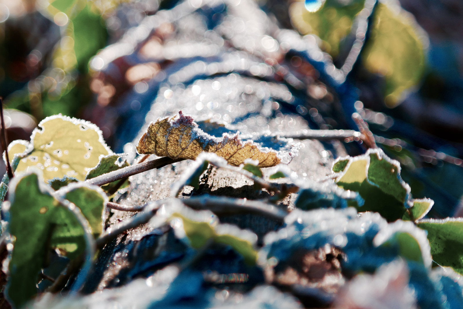 Bokek, makro, Příroda, zavřít, zelená, Photographie, zahrada, zima, mráz