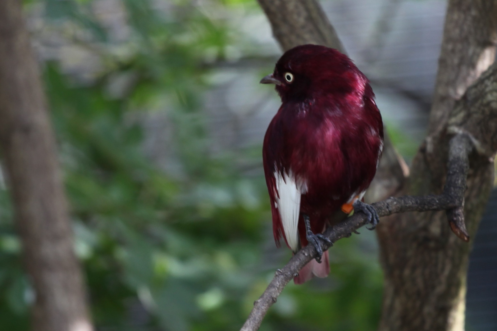 ptactvo, Příroda, větev, Volně žijících živočichů, zobák, pták, pěnkava, kos, fauna, prohlížení pták, obratlovců, Lejskovití, 2423x1615 px