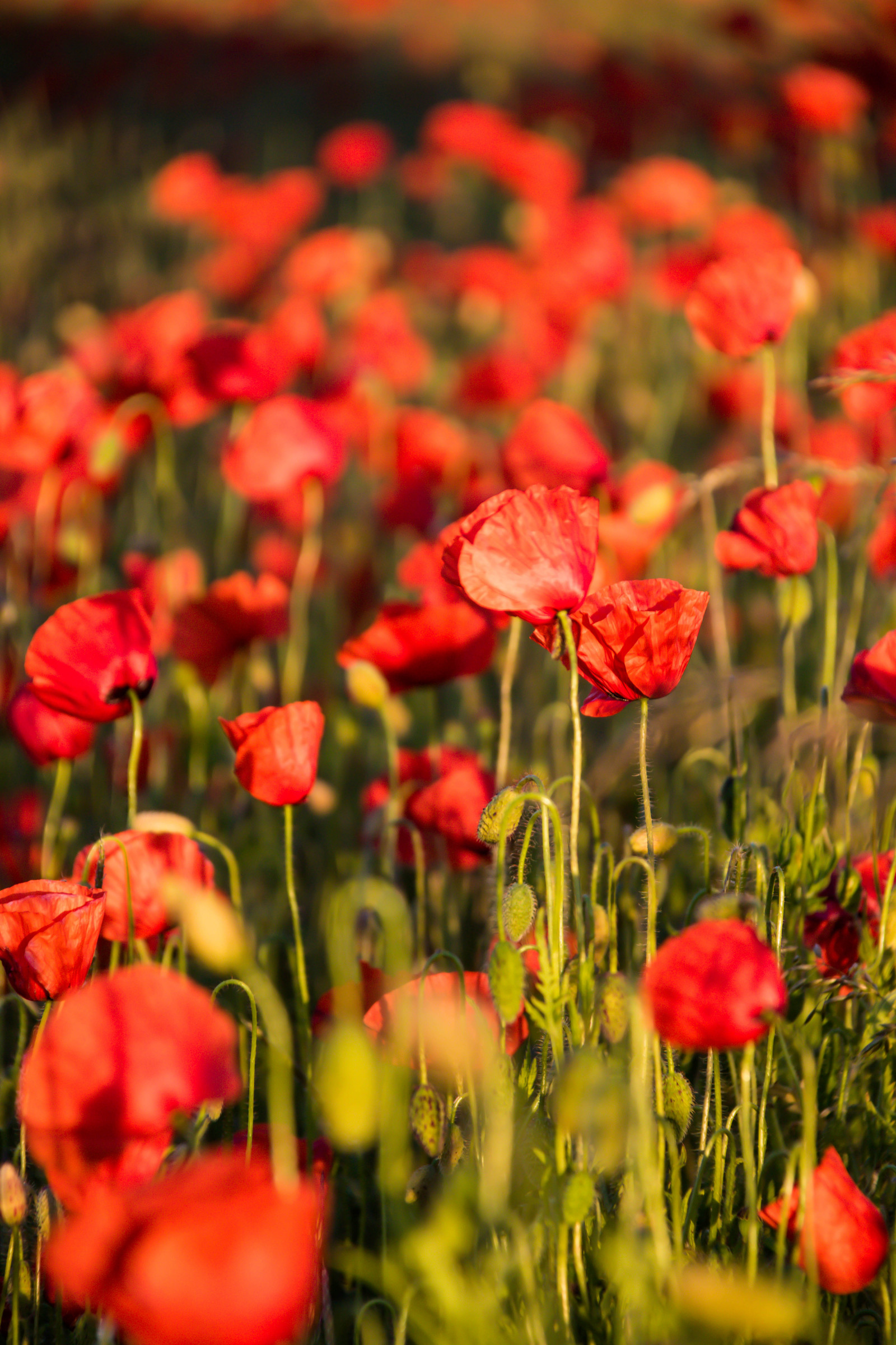 Červené, pole, květ, rostlina, mák, flóra, exif modelu canoneos760d, Kamera aby kánon, Model fotoaparátu canoneos760d, exif isospeed 250, geolocation, EXIF čočka efs18200mmf3556is, EXIF otvor 56, exif focallength 200mm, exif aby kánon, okvětní lístek, skateholm, louka, divoká rostlina, coquelicot, botanika, suchozemská rostlina, kvetoucí rostlina, jednoletá rostlina, makro fotografie, mák rodina