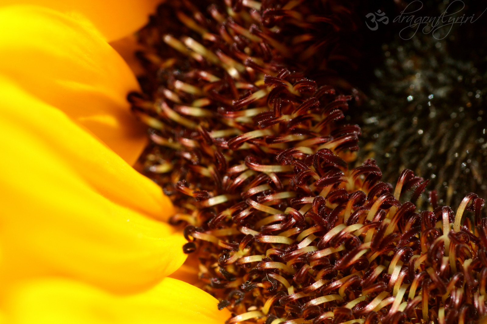 Wallpaper flower, sunflower seed, close up, macro photography, pollen