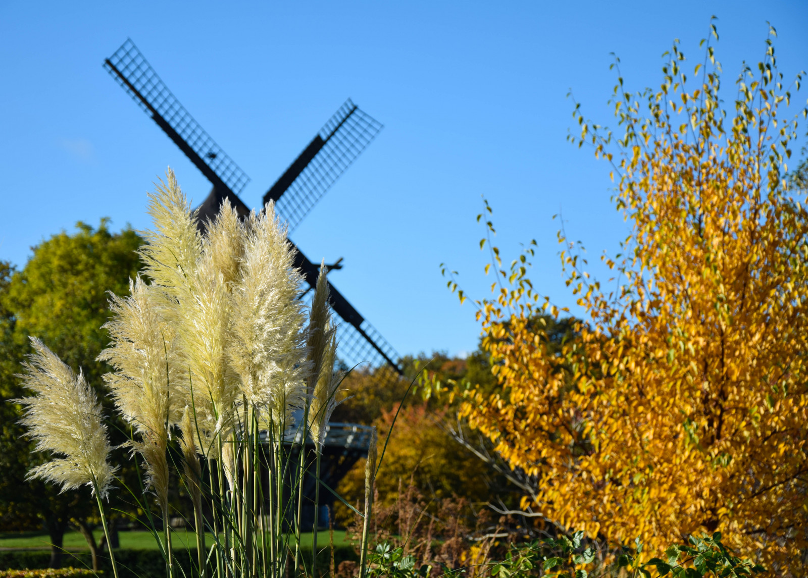 slunečnímu záření, stromy, listy, zahrada, Příroda, tráva, nebe, rostliny, pole, větev, zelená, žlutý, oranžový, vítr, větrný mlýn, Švédsko, mlýn, rákos, strom, podzim, list, barvy, květ, rostlina, venkovní, Malmo, h st, Slottsparken, slottstr dg rden, Vass, zemědělství, louka, prérie, venkov, botanika, dřevina, tráva rodina, arecales