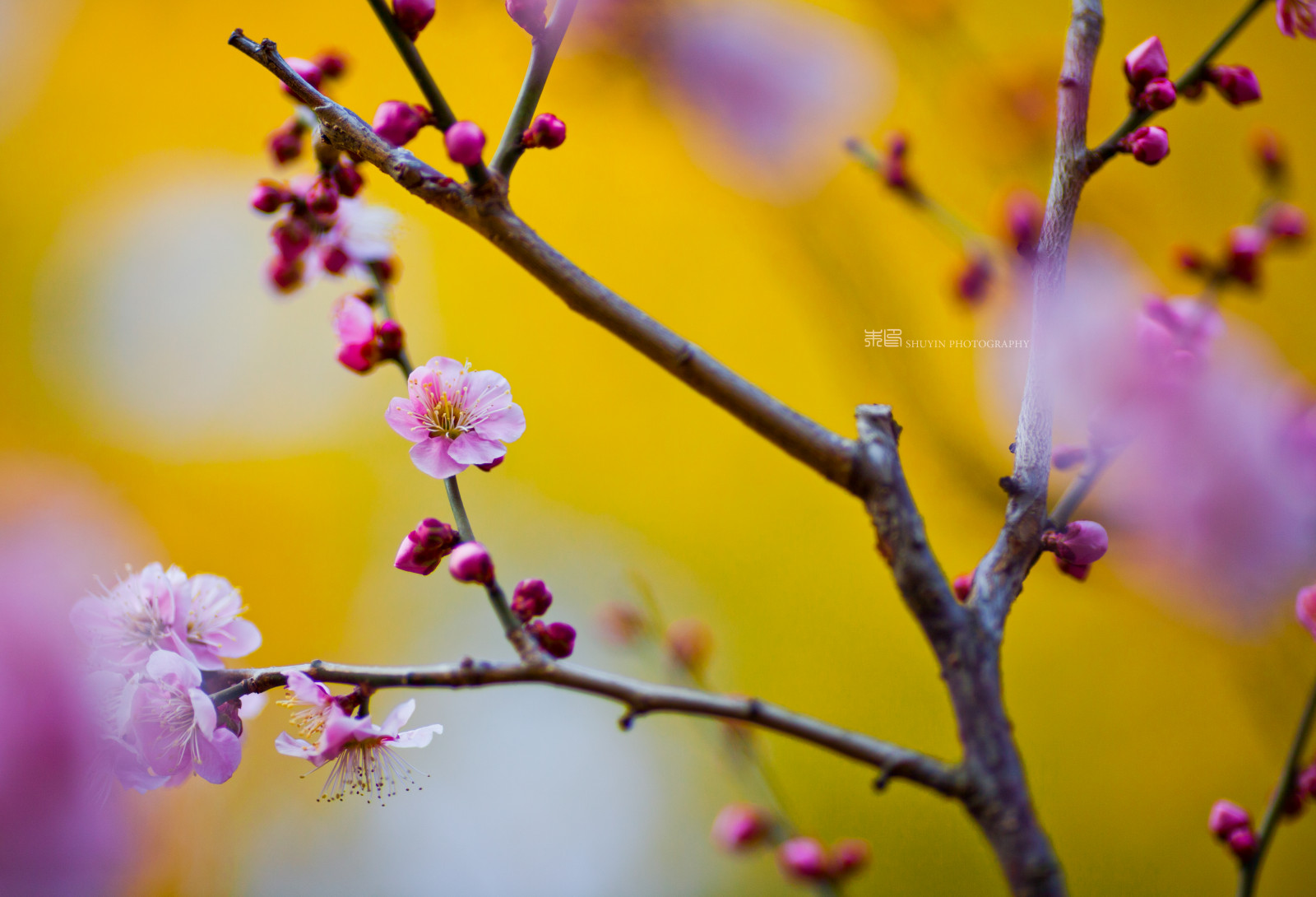 Japonsko, slunečnímu záření, Příroda, nebe, park, větev, ráno, Třešňový květ, květ, růžový, jaro, odpoledne, Osaka, strom, květ, rostlina, mygearandme, švestka, UME, flóra, okvětní lístek, mygearandmepremium, mygearandmebronze, mygearandmesilver, mygearandmegold, expo, větvička, počítač tapeta, zblízka, makro fotografie, závod stonek, Banpaku