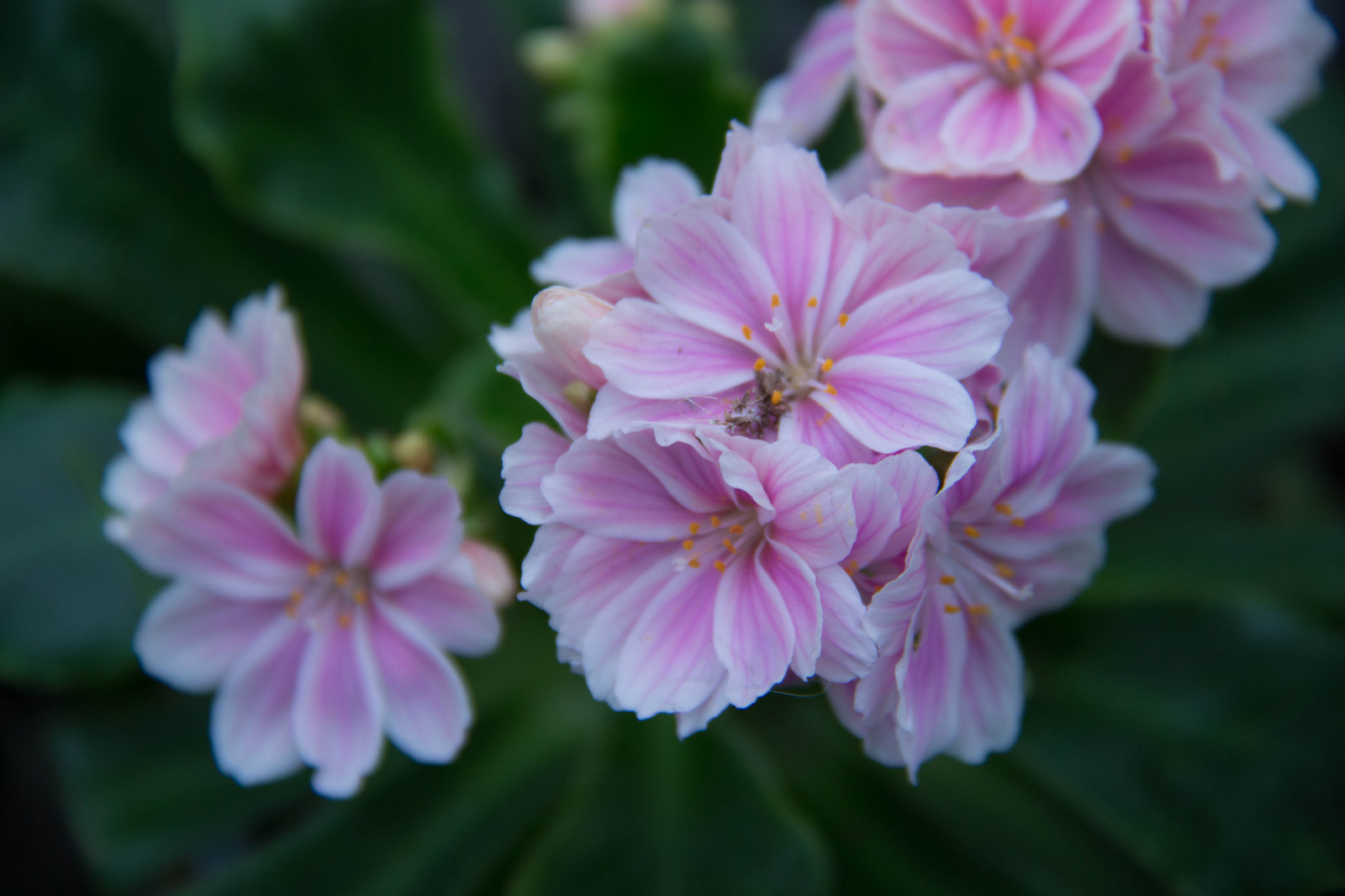 květ, růžový, květ, rostlina, flóra, Blomma, okvětní lístek, vellingeblomman, pelargónie, divoká rostlina, botanika, suchozemská rostlina, kvetoucí rostlina, jednoletá rostlina, makro fotografie, Růžová rodina, Dianthus, Kakostotvaré