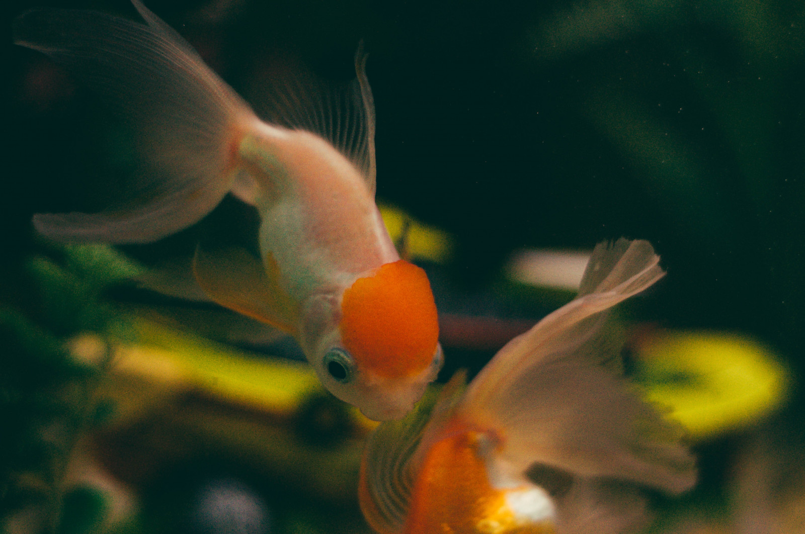 Brazílie, Ryba, milovat, film, voda, zvíře, Brasil, objektiv, 50mm, úžasný, Nikon, flickr, Všechno, d, vačka, mozek, MM, NIKKOR, 50, 90, Lightroom, d90, VSCO, vscofilm, vscocam