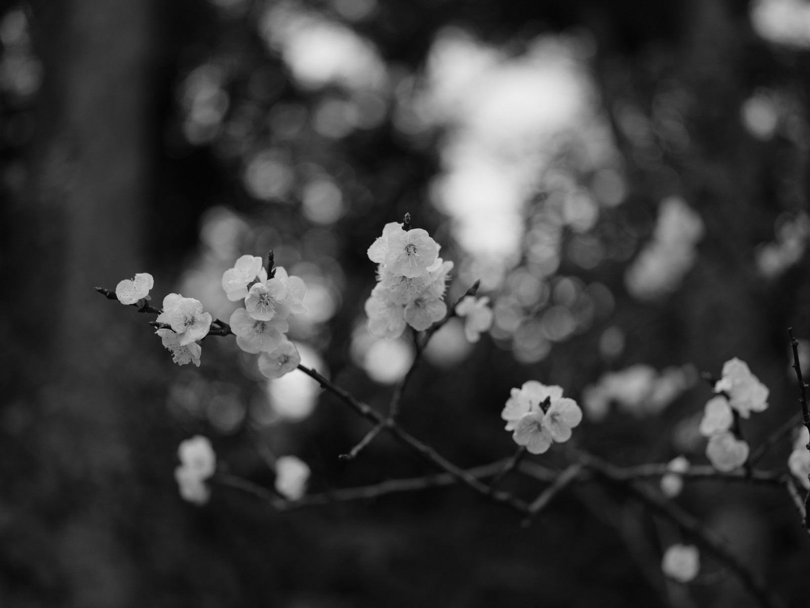 Japonsko, slunečnímu záření, bílý, Černá, černobílý, Příroda, fotografování, větev, květ, jaro, Tokio, zmrazení, Fujifilm, jp, strom, list, květ, rostlina, sezóna, flóra, fuji, tma, Fujinon, gf, gf63mm, gf63mmf28rwr, gfx, gfx50s, koishikawakorakuen, Korakuen, acros, Černý a bílý, monochromatické fotografování, zblízka, makro fotografie