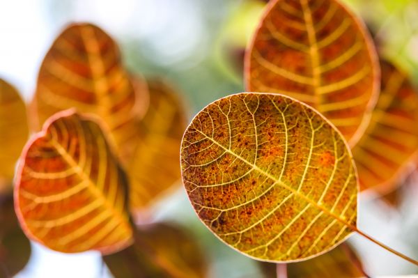 leaves,autumn,blur