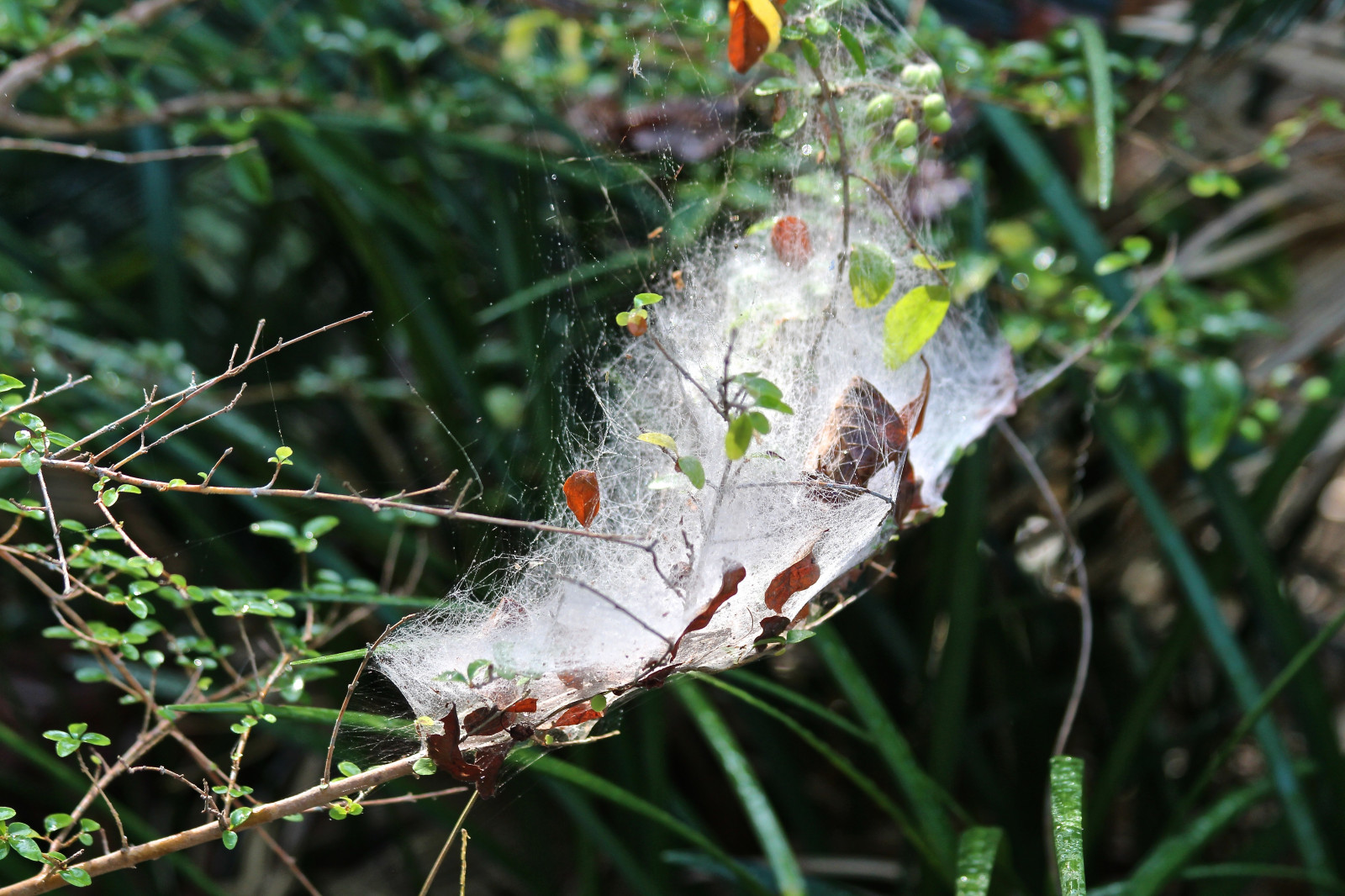 natura, le foglie, Canone, eos, ragno, goccioline, gocce, web, ragnatela, teleobiettivo, rugiada, ramoscelli, amante della natura