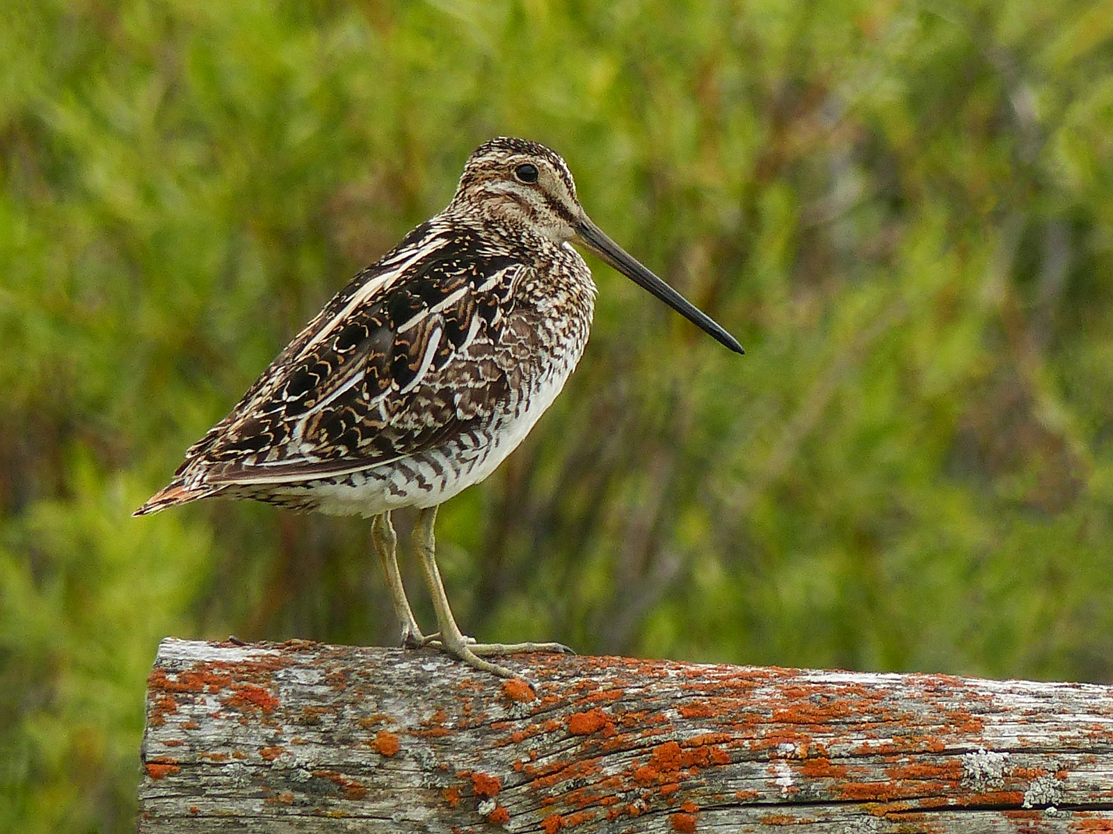 stromy, Kanada, pták, Příroda, jaro, dospělý, bokeh, venkovní, Alberta, posazený, lišejník, boční pohled, Křoví, ornitologie, influenza, shorebird, útočit, Gallinagogallinago, Wilsonssnipe, Šerm, annkelliott, všechna práva vyhrazena, anneelliott, swofcalgary, fz200, fz2003, Anneelliott2016, 18.june2016