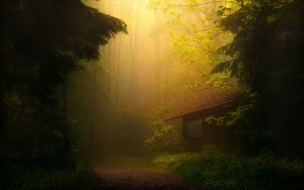 sunlight,trees,forest,nature,reflection,sunrise