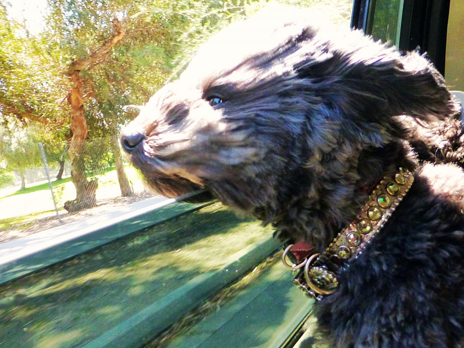 ดำ, น่ารัก, yorkie, มืด, ผสม, เล็ก, น่ารัก, ปุย, พุดเดิ้ล, มีขนดก, Kia, ไฮบริด, Yorki, สกปรก, ลูกผสม, yorkiepoo, ไม่แพ้, mixbreed, yorkipoo