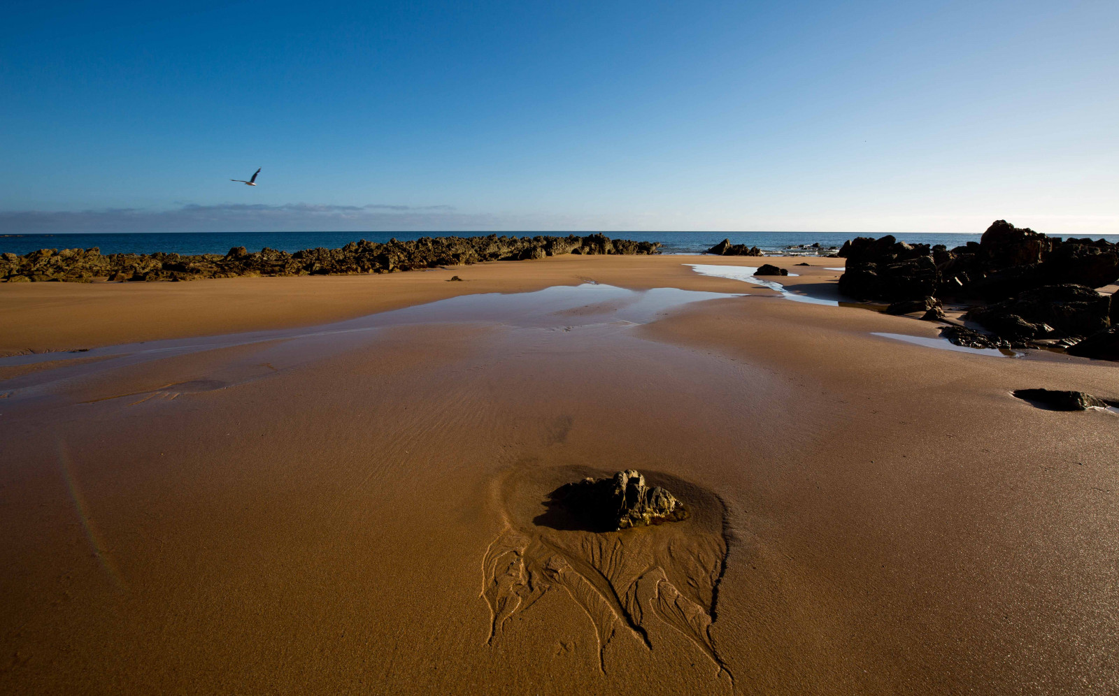 Wallpaper ocean, summer, bird, beach, flow, flying, sand, rocks