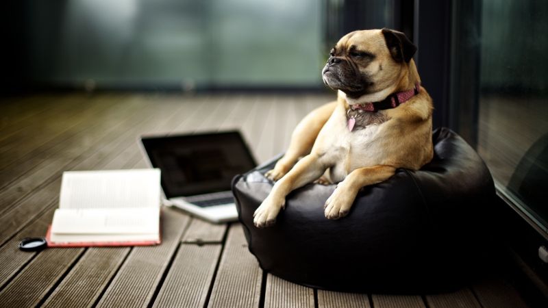 fekete, kutya, puggle, kölyökkutya, emlős, 1920x1080 px fekete, kutya, puggle, kölyökkutya, emlős, 1920x1080 px