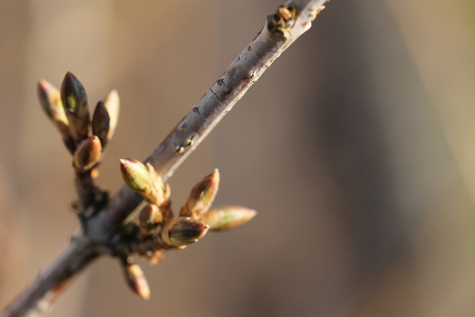 Brun, makro, Canon, ast, knop, braun, Knospe