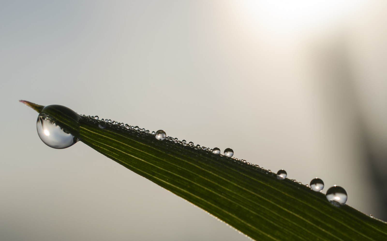 Sol, afspejling, solopgang, Nikon, dug, gras, tau, vanddråber, sonne, Sonnenaufgang, wassertropfen, gegenlicht, reflektionen, grashalm, bladeofgras, D5100, micronikkor40mm