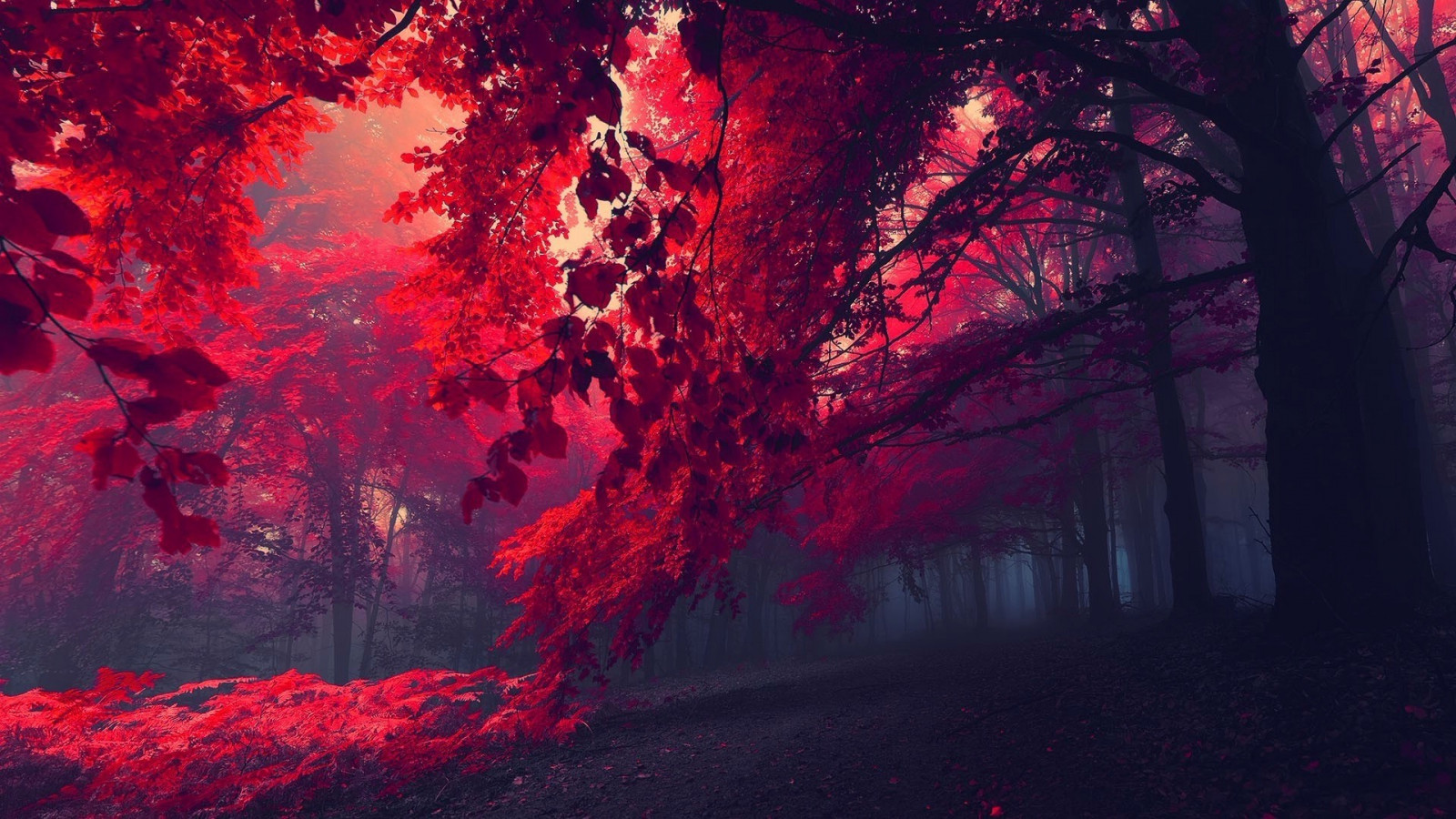 Ánh sáng mặt trời, cây, rừng, Đỏ, bóng tối, 1920x1080 px, Hình nền máy tính, Hiện tượng địa chất