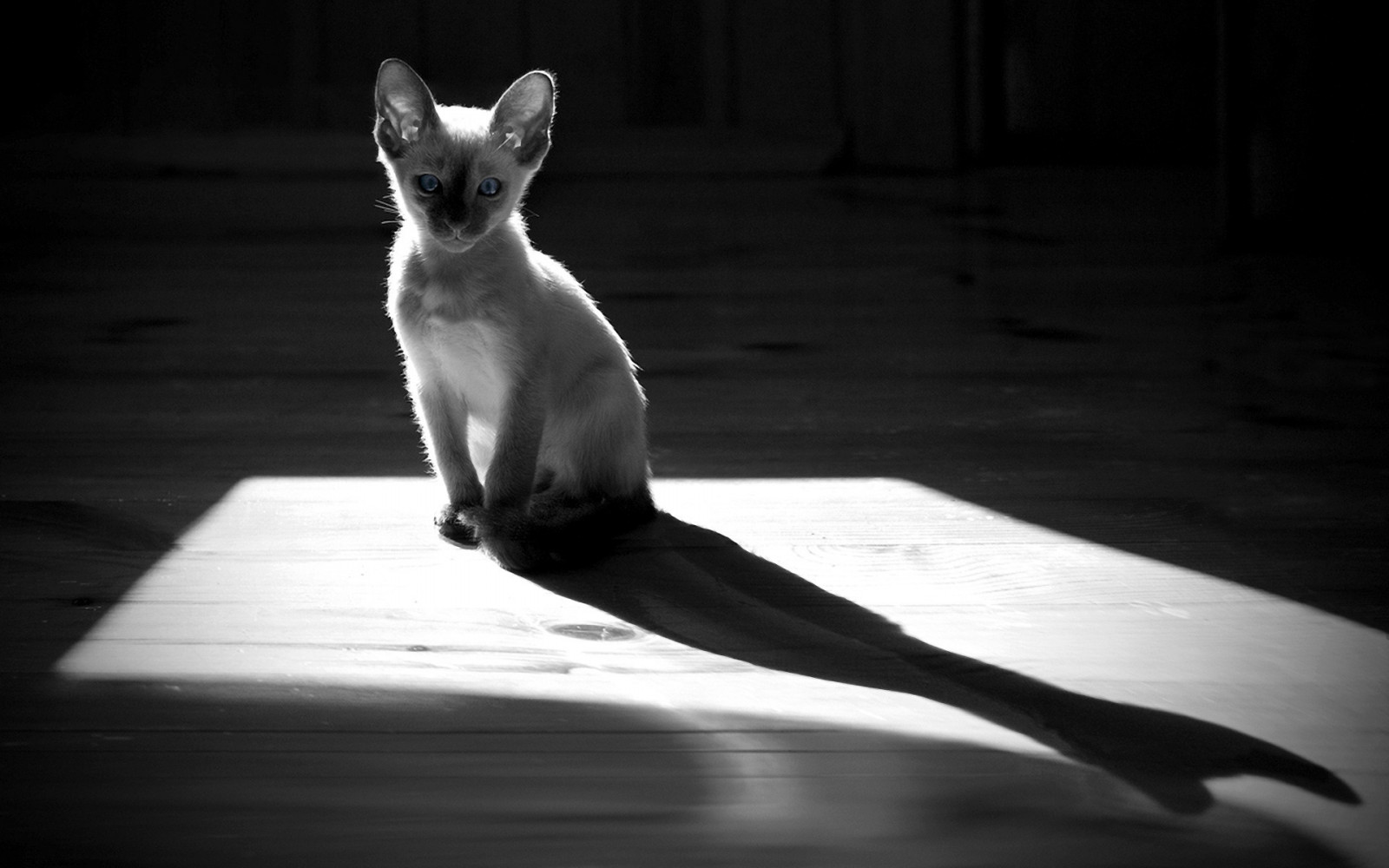 Wallpaper 1920x1200 px, black, cat, white 1920x1200 wallhaven