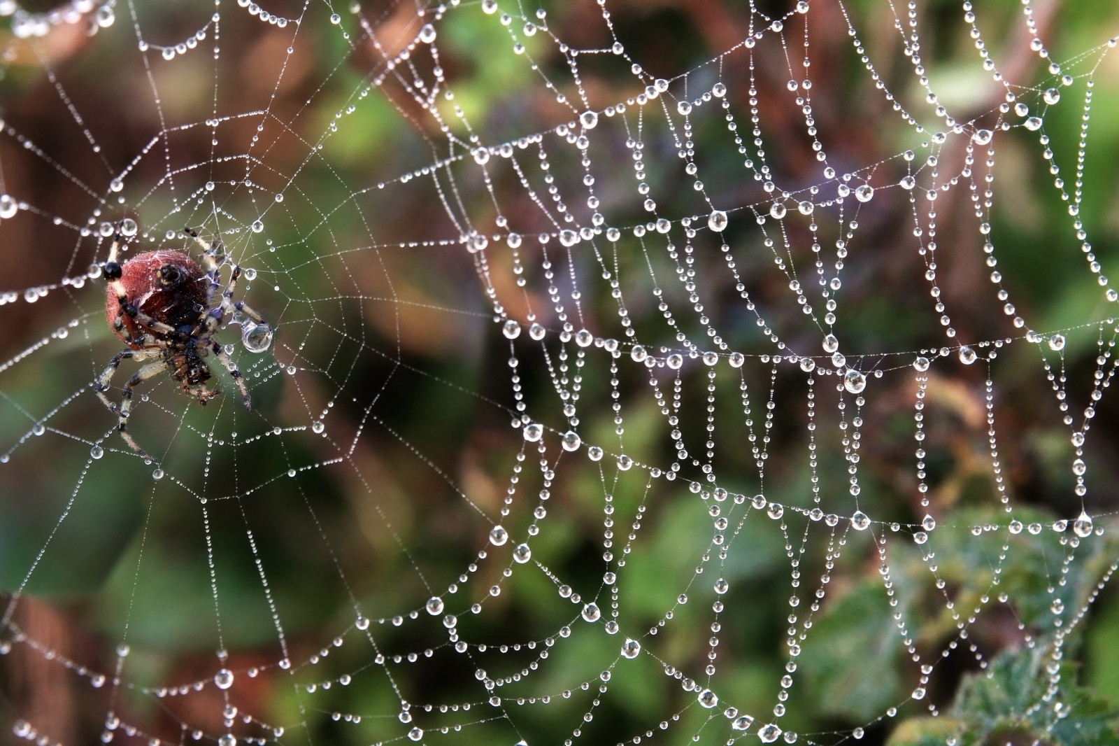 zvěř, pavouk, rosa, pavoukovec, materiál, fauna, zblízka, makro fotografie, bezobratlý, vlhkost, členovců, pavoučí síť, orb weaver pavouk, araneus, Evropská zahradní pavouk, 3416x2277 px, Křižák