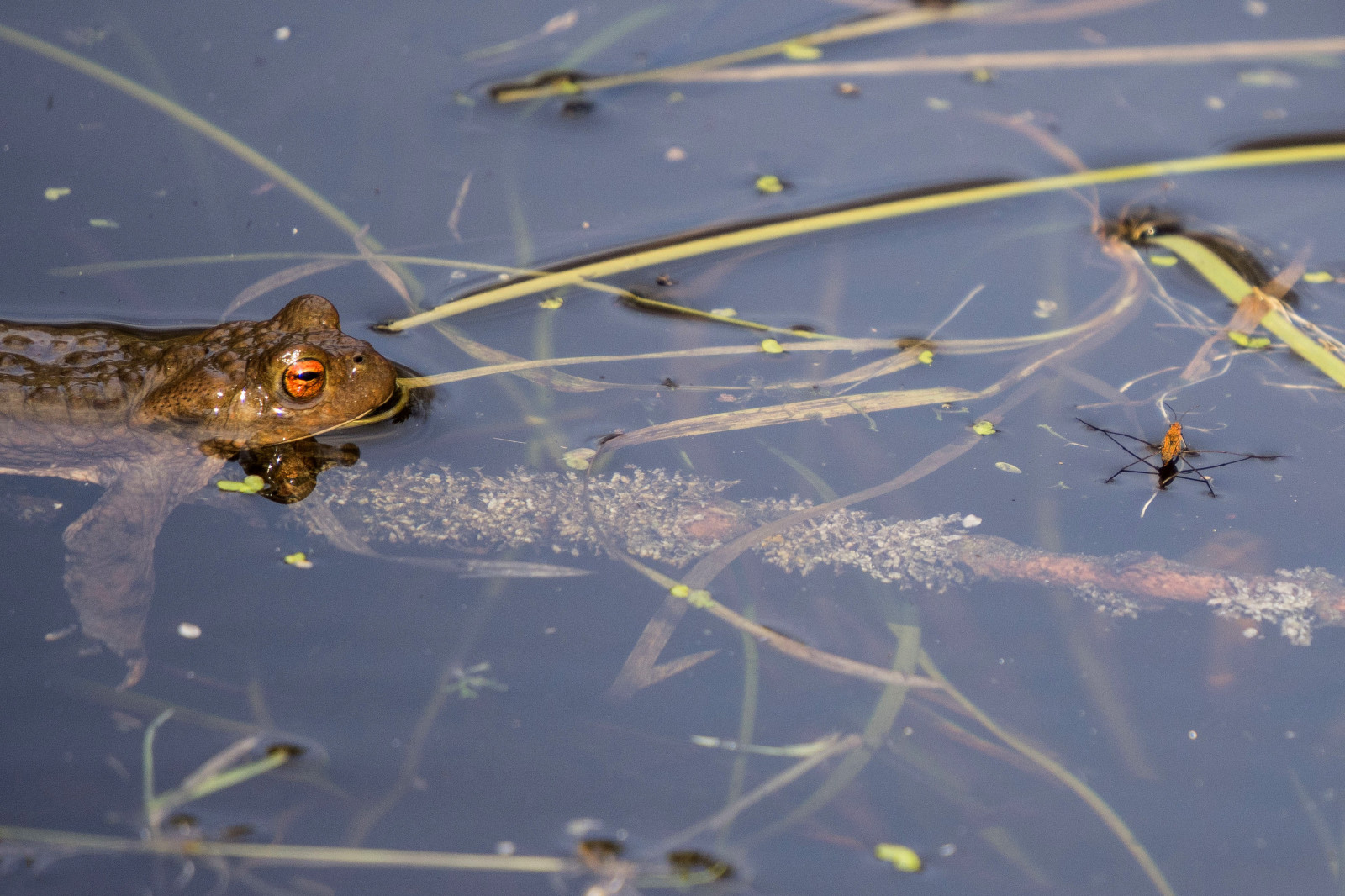 Wallpaper lake, water, nature, reflection, wildlife, frog, amphibian
