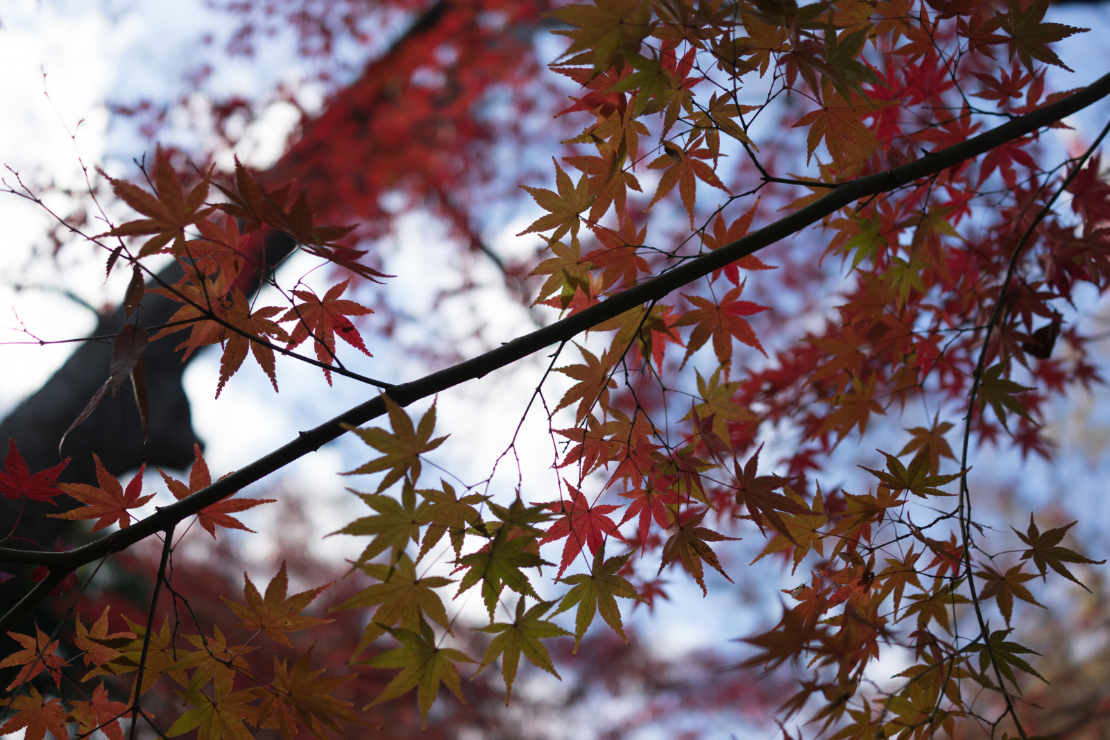 Japonsko, slunečnímu záření, Příroda, větev, Sony, květ, Tokio, RX1R, jp, strom, podzim, list, květ, rostlina, sezóna, flóra, podzimní listí, Zeiss, rx, rx1, rx1rm2, rx1rmark2, botanika, suchozemská rostlina, kvetoucí rostlina, dřevina, keř, javor