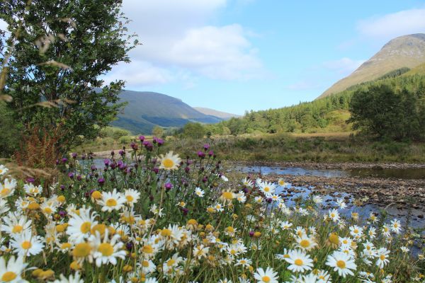 grass,Scotland,mountain,river,daisies