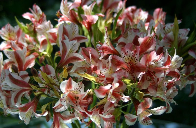 alstroemeria, bunga-bunga, buket, merapatkan alstroemeria, bunga-bunga, buket, merapatkan