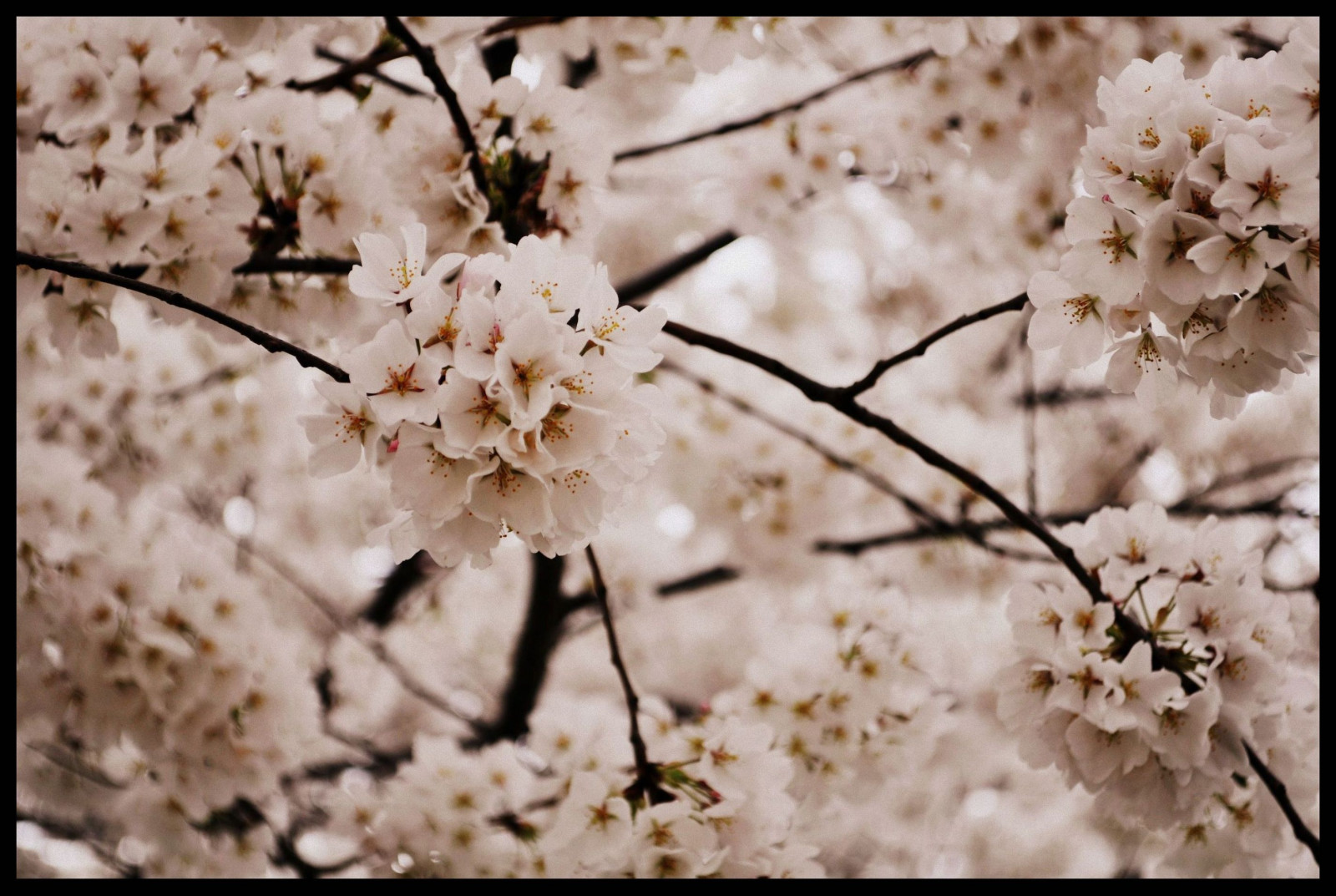 Fond d'écran : fleur de cerisier, printemps, branche, plante, flore