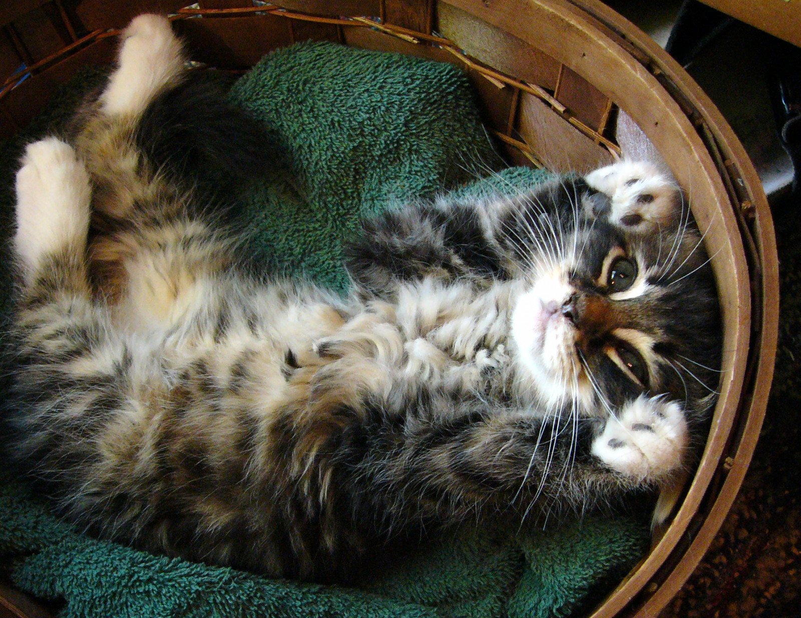 kočky, košík, koťata, Furryfriday, Jagger, 8 týdnů, animaladdiction, abigfave