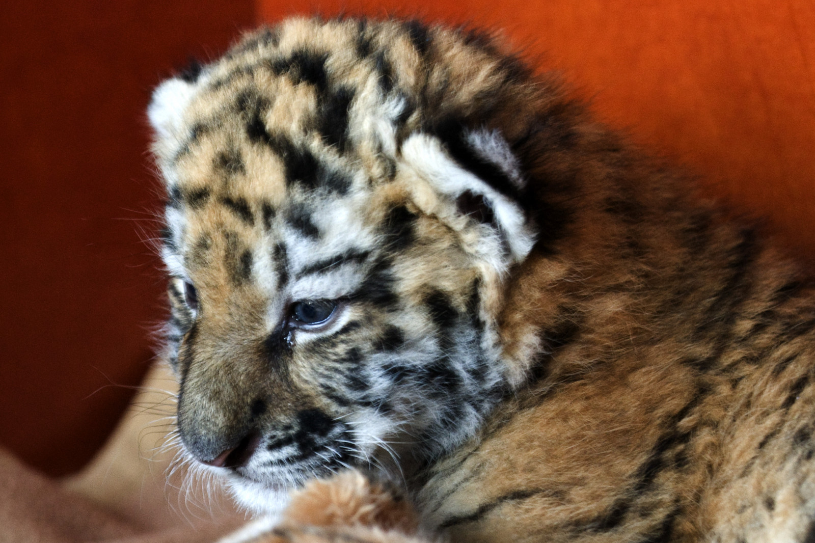 zvěř, tygr, Německo, Volně žijících živočichů, Nikon, srst, velké kočky, zoologická zahrada, kníry, levhart sněžný, deutschland, fauna, savec, natureselegantshots, Německo, platinumphoto, D300, Wuppertal, kočka jako savci, čenich, carnivoran, organismus, hganimalsonly, 70200mmf28vr, einseinszehn, terrestrial animal