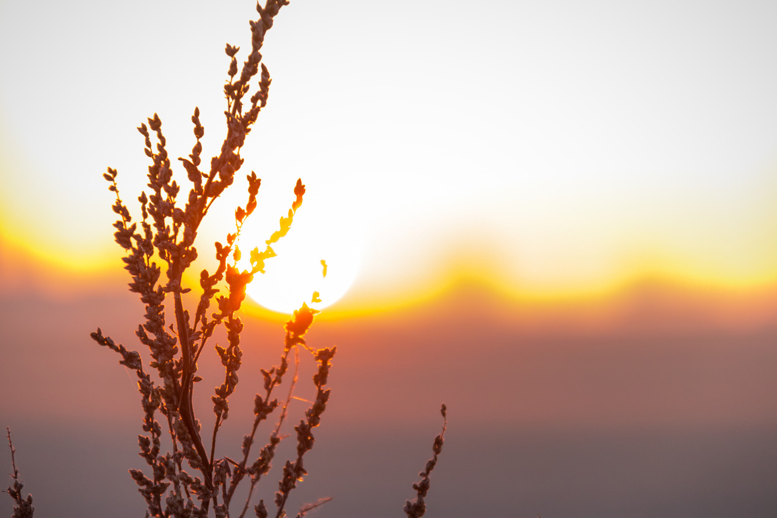slunečnímu záření, krajina, západ slunce, Příroda, odraz, nebe, větev, svítání, večer, ráno, slunce, horizont, soumrak, slunce, strom, list, květ, svítání, nebe, venkov, landsbygd, soluppg ng, landskap, morgon, atmosférický jev, odlesk, tráva rodina