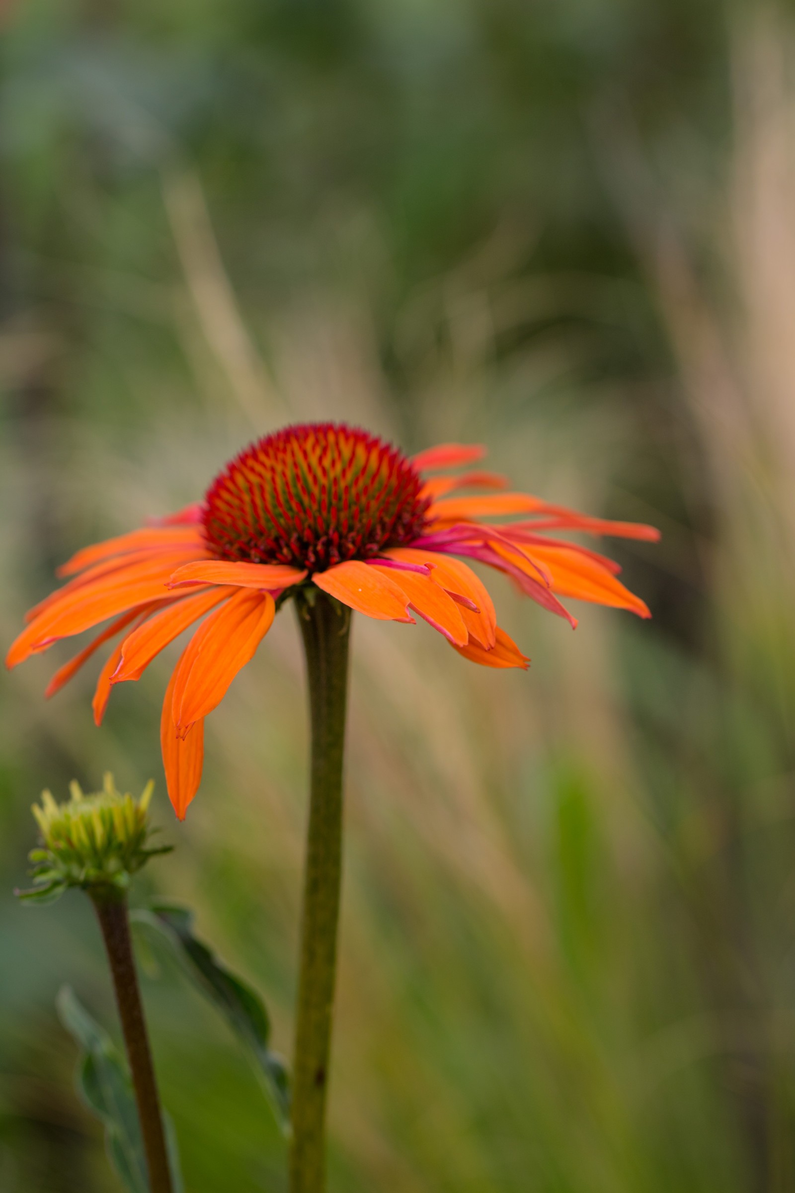 natur, gul, efterår, blad, blomst, plante, flora, blomma, exif model canoneos760d, geocountry, kamera gør kanon, geocity, kameramodel canoneos760d, geostate, geolocation, exif gøre kanon, exif isospeed 100, exif åbningen 40, exif focallength 100mm, exif linse ef100mmf28lmacroisusm, Katrinetorp, katrinetorpslanderi, kronblad, eng, fauna, wildflower, prærie, botanik, jord plante, blomstrende plante, tæt på, etårig plante, makrofotografering, stængelplante, daisy familie, nektar, solhat