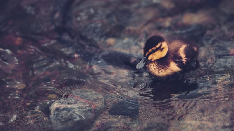 állatok, kacsa, csőr, madár, vadvilág, fauna állatok, kacsa, csőr, madár, vadvilág, fauna