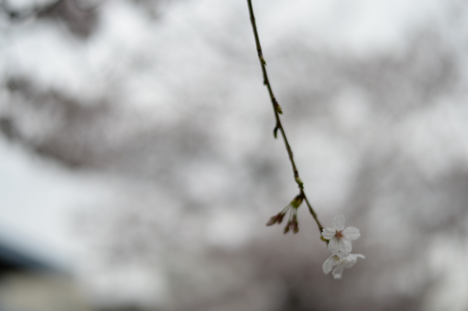 Giappone, natura, la neve, inverno, ramo, brina, fiore di ciliegio, Nikon, fiorire, primavera, Tokyo, Congelamento, Jp, albero, NIKKOR, foglia, fiore, tempo metereologico, pianta, stagione, ciliegia, sakura, flora, df, ota, afs58mmf14g, afsnikkor58mmf14g, fiori di ciliegio, ikegam, ramoscello, avvicinamento, fotografia macro, staminali vegetali