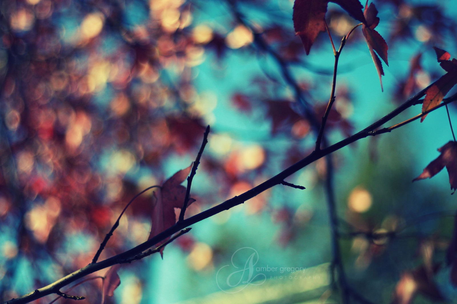 Wallpaper autumn, fall, leaves, Berkeley, maple, crossprocessed