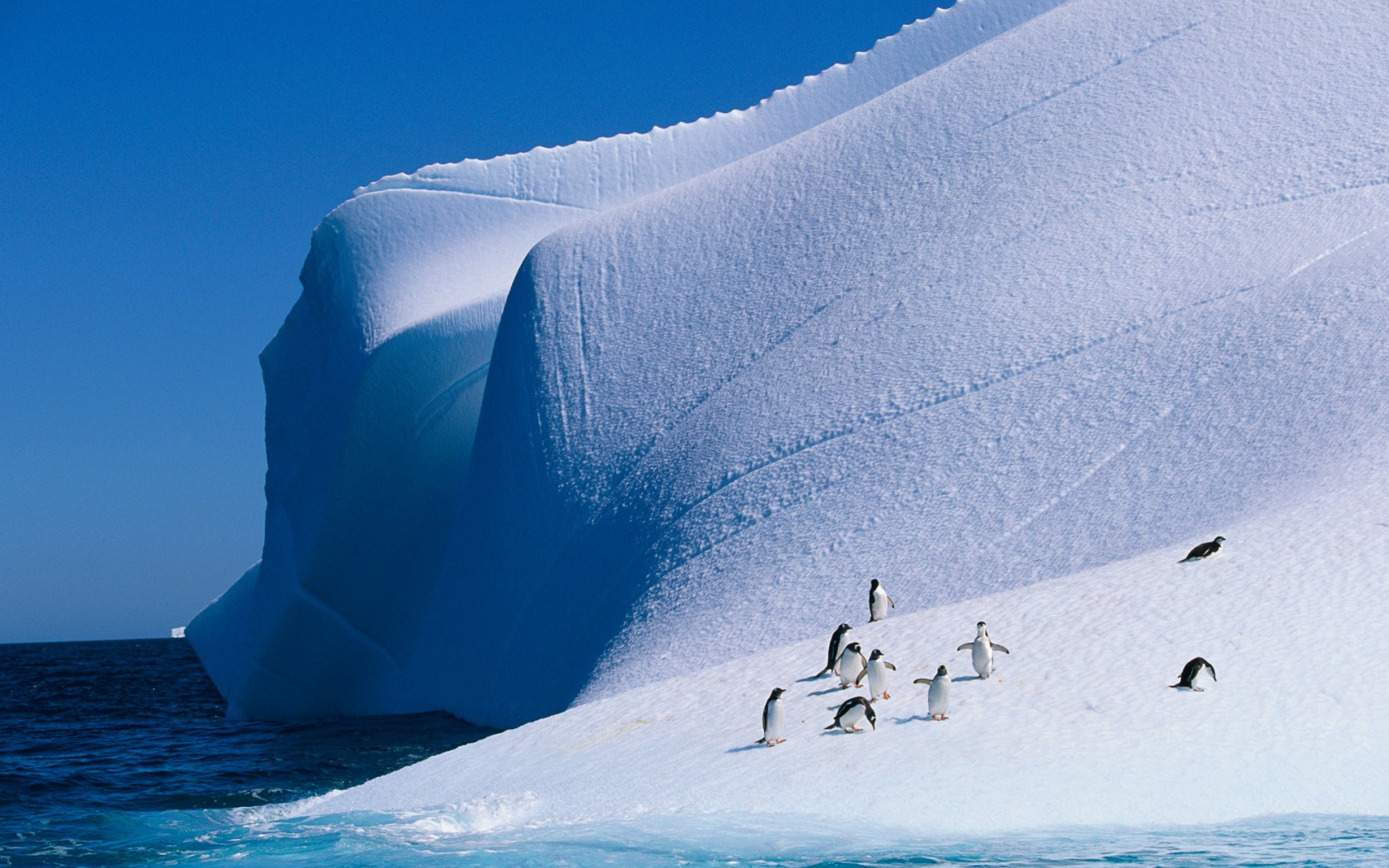 Landschaft, Vögel, Pinguine, Tiere, Natur, Eisberg, Eis, Arktis, Welle, Geologisches Phänomen, Windwelle, Extremsport, Meeres-Eis, arktischer Ozean, Polarkappe, Eiskappe
