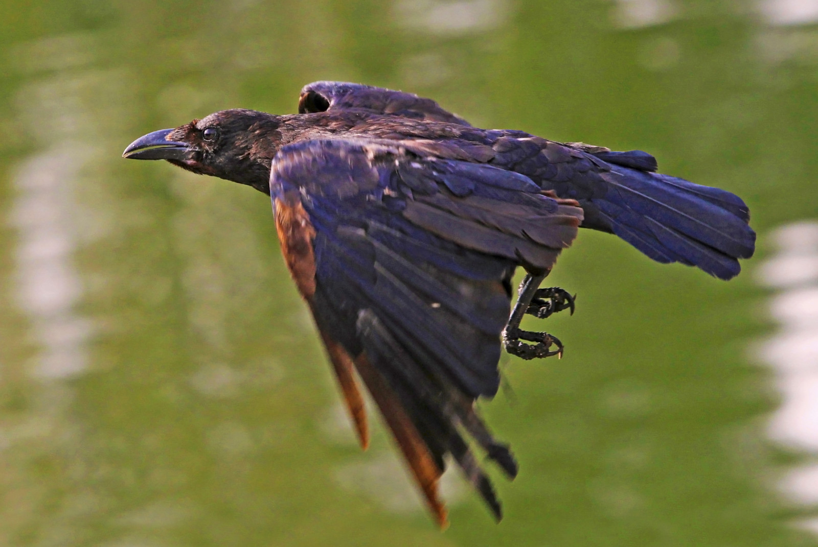 pták, havran, fauna, zobák, Havran, Volně žijících živočichů, american vrána, vrána, vrána jako pták, křídlo, kos