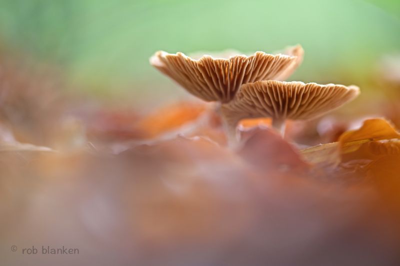 slunce, makro, houba, nikond800, sigma180mm128apomacrodghsm, podzim slunce, makro, houba, nikond800, sigma180mm128apomacrodghsm, podzim