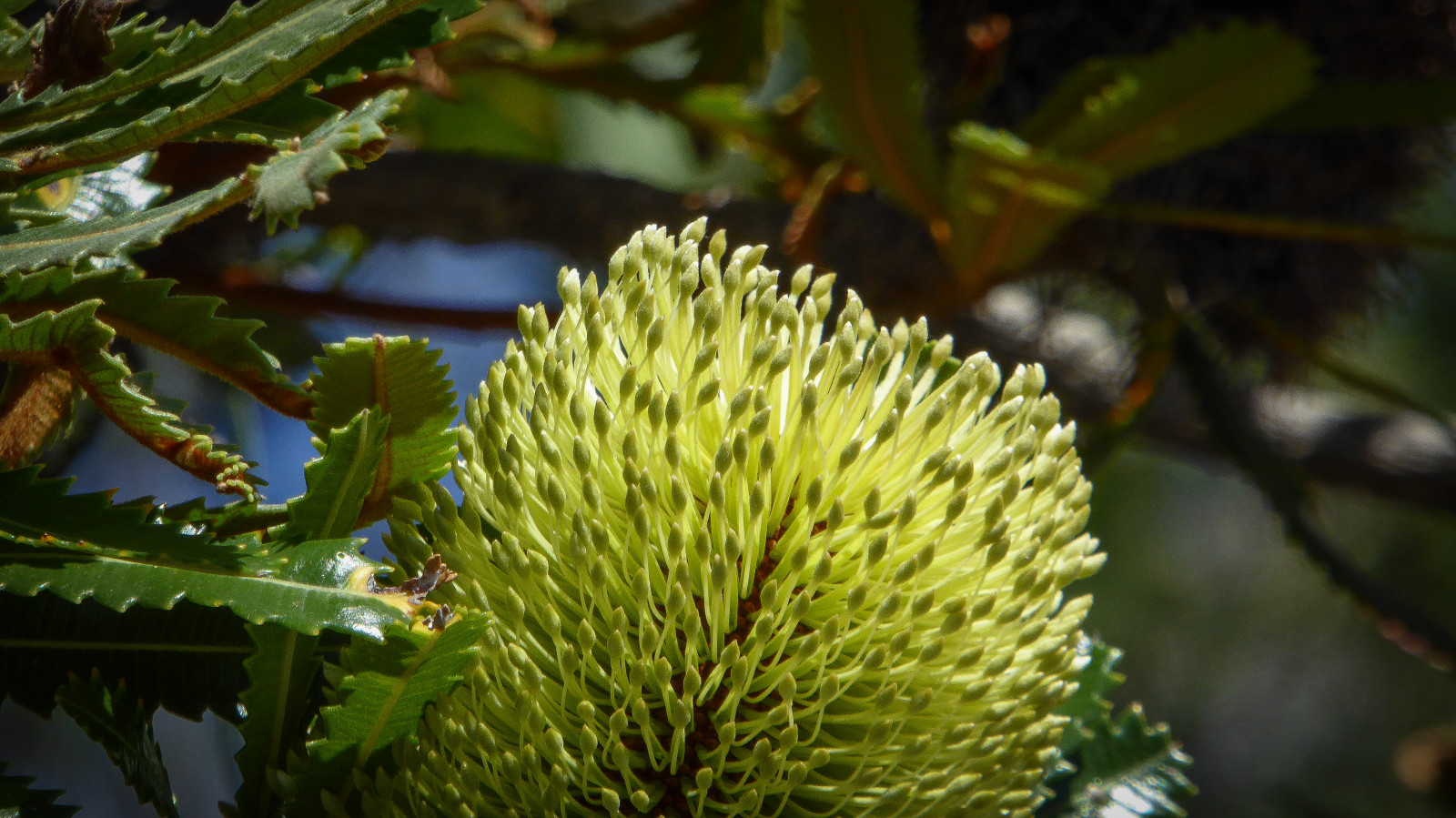 vegetation, flora, plante, træ, biom, Evergreen, durian, afdeling
