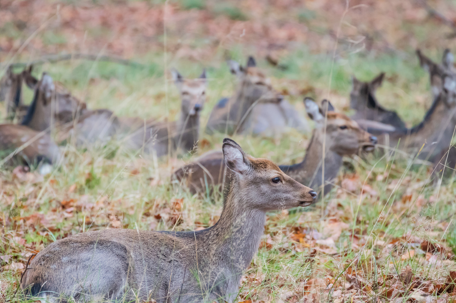 les, Jelen, park, Volně žijících živočichů, Dánsko, podzim, les, Danmark, Skog, exif modelu canoneos760d, geocountry, Kamera aby kánon, geocity, Model fotoaparátu canoneos760d, geostate, geolocation, EXIF otvor 56, exif aby kánon, exif isospeed 3200, EXIF ef70300mmf456lisusm čočka, exif focallength 300mm, Safari, Dyrehaven, j gersborg, j gersborgdyrehave, fauna, savec, obratlovců, bílá sledoval jelena
