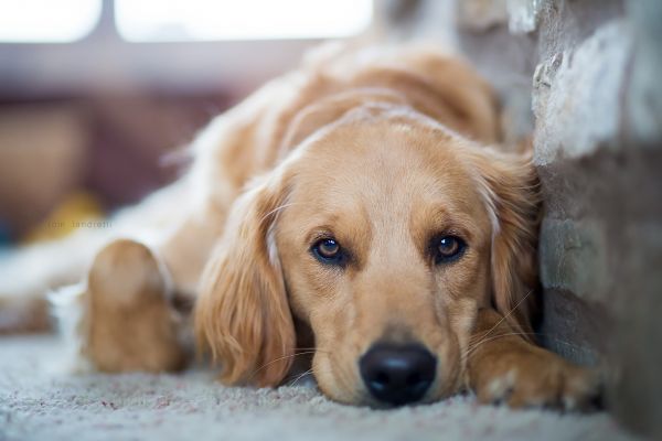 animals,dog
