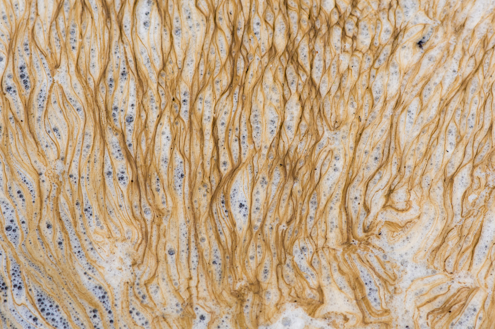 doc, riveravon, abstraktní, akumulace, Pozadí, hnědý, Bubliny, rozklad, špinavý, dissolvedorganiccarbon, životní prostředí, špína, plovoucí, tok, pěna, sladkovodní, rohož, přírodní, Příroda, organický, vzor, znečištění, řeka, spodina, pěna, pruhy, povrch, povrchově aktivní látky, voda, vodopád, bílý, koupel, Anglie, Spojené království, gb