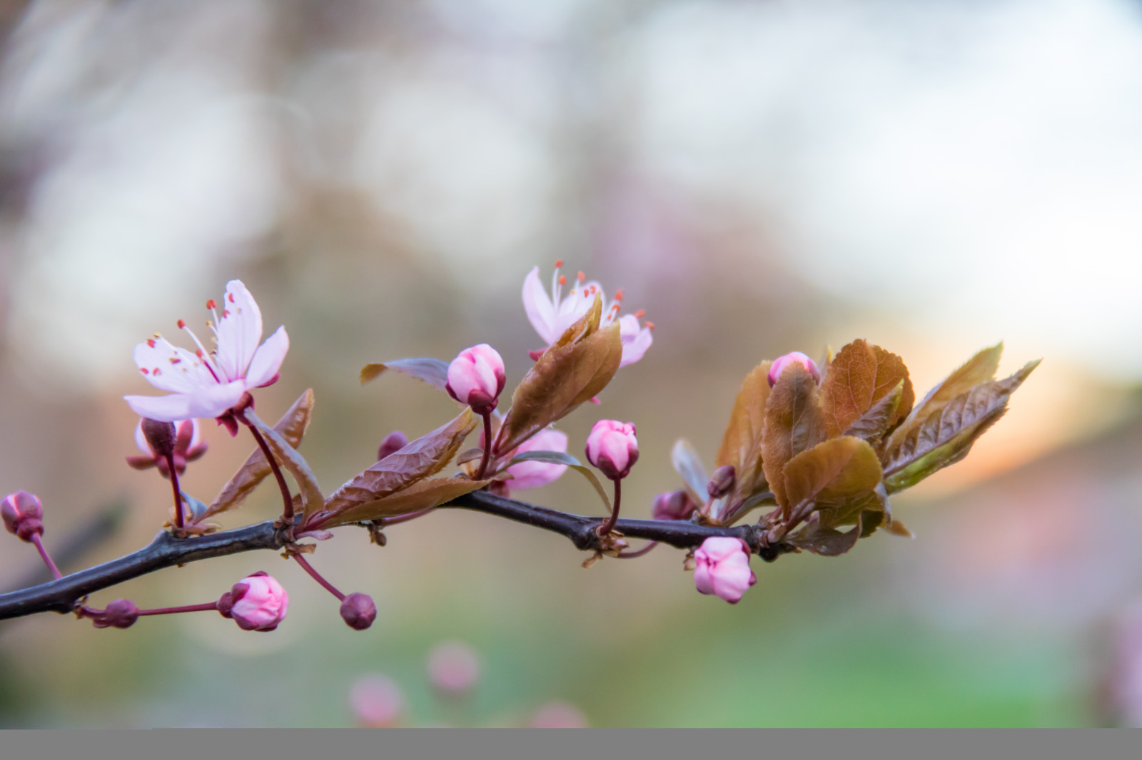 Příroda, fotografování, větev, květ, růžový, jaro, list, květ, rostlina, sezóna, flóra, pupen, Blomma, Trelleborg, okvětní lístek, vyrobit, botanika, suchozemská rostlina, kvetoucí rostlina, zblízka, keř, makro fotografie, závod stonek