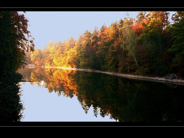 sunlight, trees, landscape, forest, lake, water