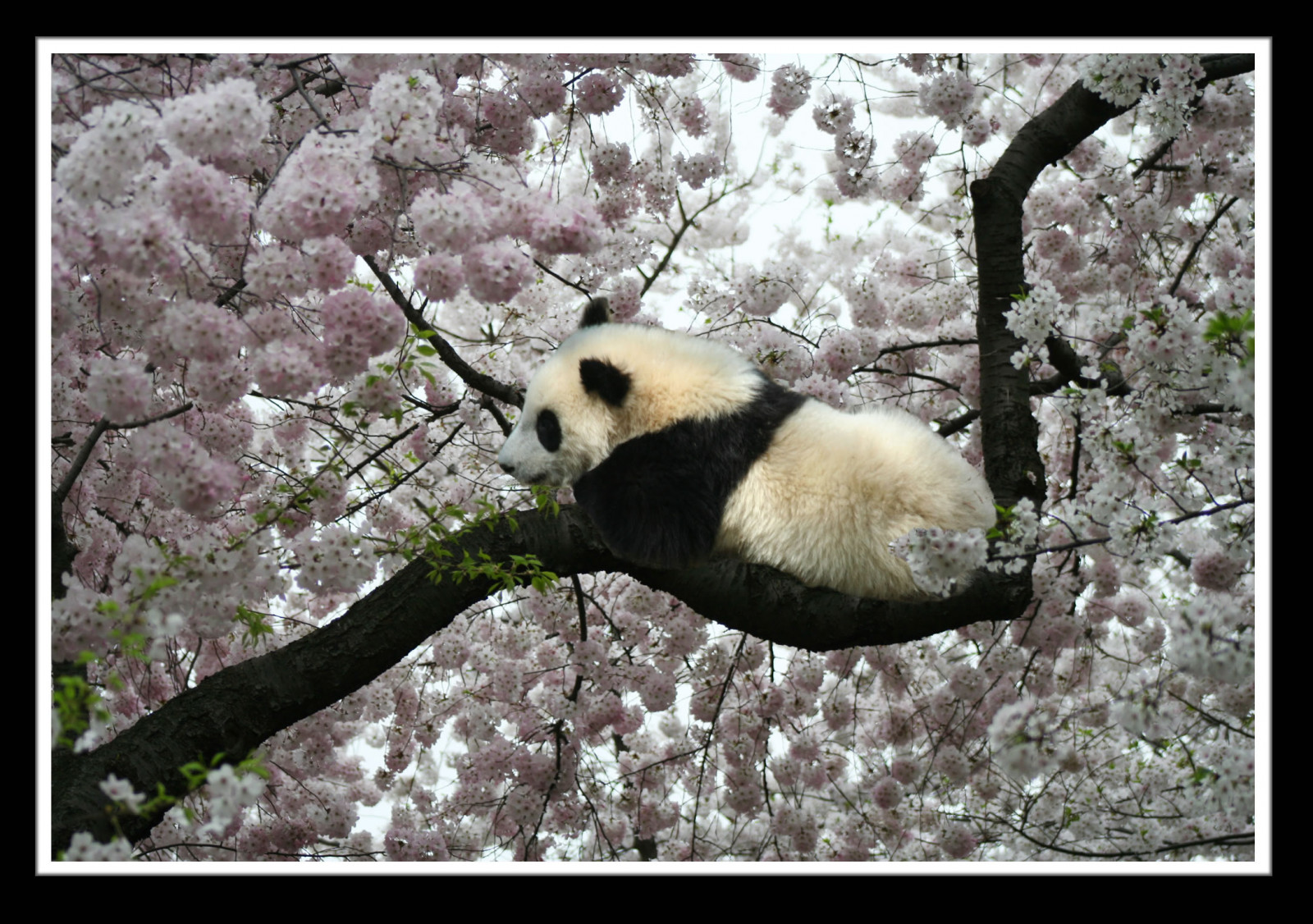 zvěř, sníh, zima, větev, Volně žijících živočichů, panda, jaro, strom, zvíře, rostlina, medvěd, di, třešňové květy, fauna, savec, impressedbeauty, frhwofavs, čenich, obrovská Panda, mládě, animalkingdomelite, ohrožený, nationalzoo, tai, pandy, Dczoo, Babyanimals, Meixiang, Taishan, Butterstick, Pandaunlimited, Pandamaniachoice, Akimageoftheday