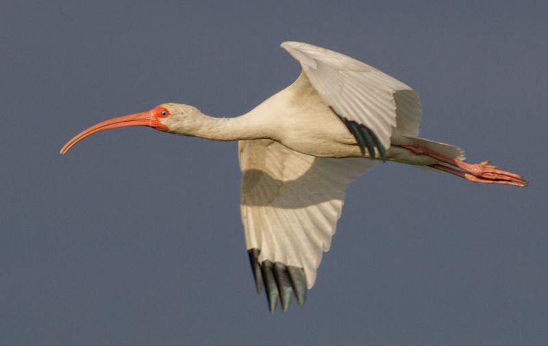 Příroda,Volně žijících živočichů,pták,ibis,cmsheehy,colemansheehy