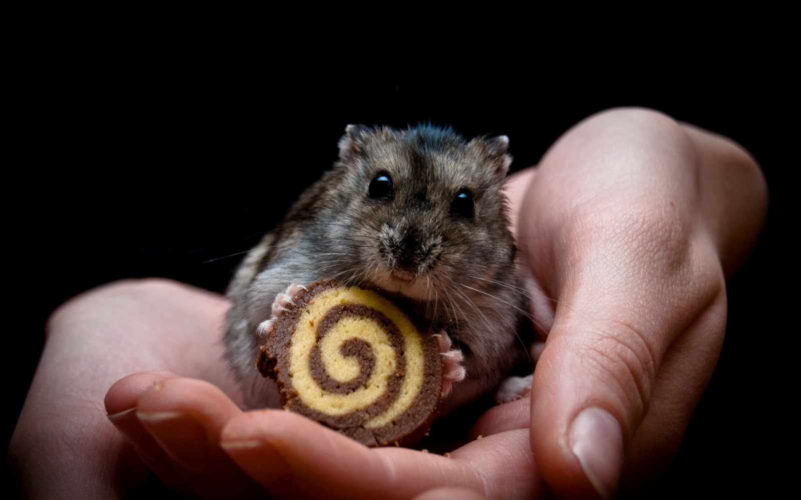 1920x1200 px, eläimet, tausta, musta, ruoka, hamsterit, käsissä