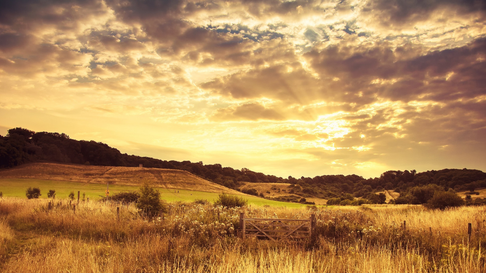 sollys, landskab, solnedgang, bakke, natur, græs, himmel, Mark, solopgang, aften, morgen, Sol, horisont, sommer, ødemark, skumring, plateau, steppe, Sky, træ, bjerg, daggry, græsarealer, eng, almindeligt, 2560x1440 px, prærie, landdistrikt, naturligt miljø, atmosfærisk fænomen, græs familie, savanne