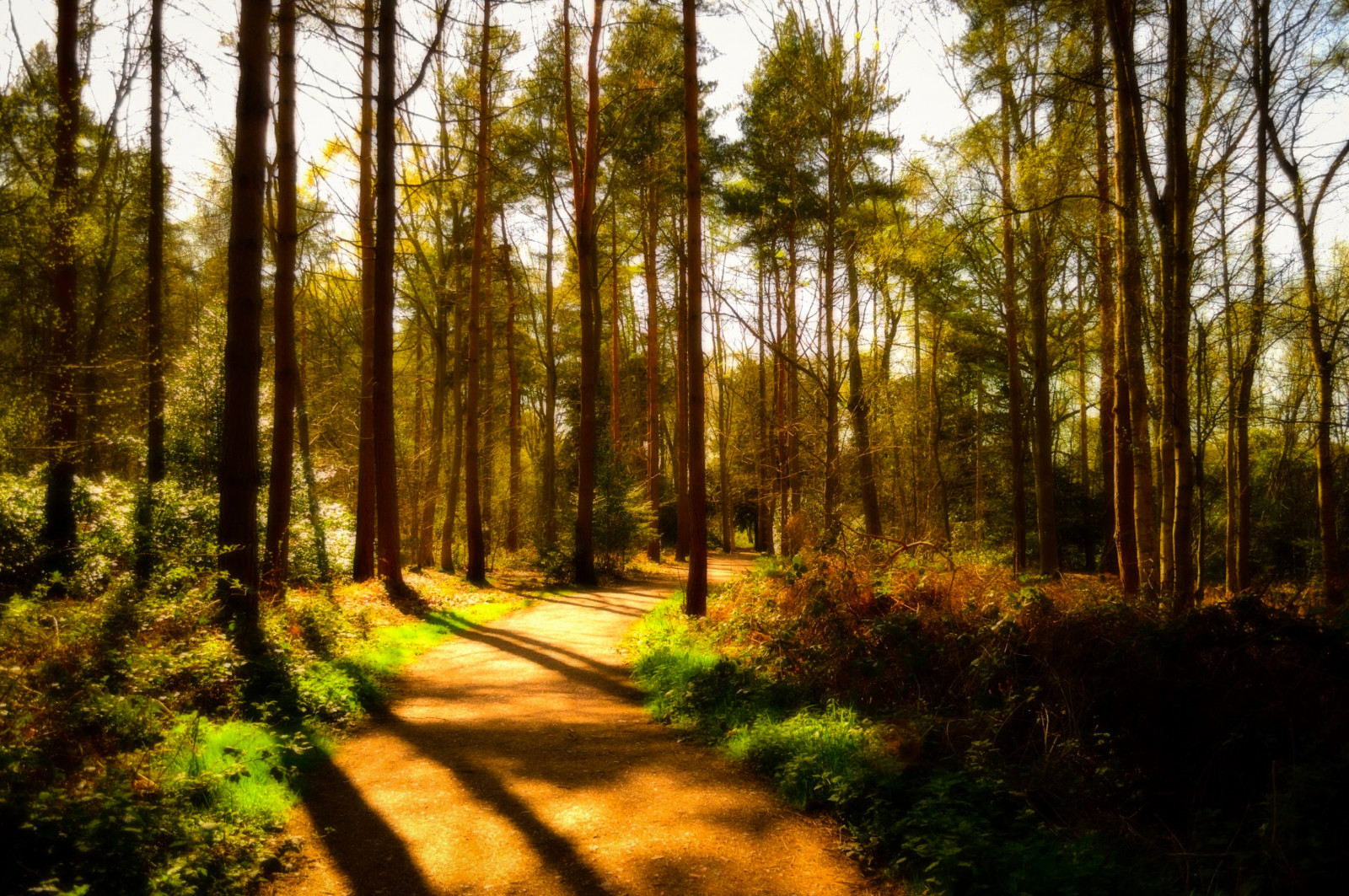 slunečnímu záření, krajina, les, Příroda, tráva, nebe, večer, ráno, Nikon, divočina, džungle, cesta, přírodní rezervace, strom, podzim, Procházka, stezka, vegetace, stezky, dráha, zemědělství, D3200, nikond3200, zálesí, háj, clumberpark, počítač tapeta, ekosystém, mírné jehličnatý les, biome, prales, smíšený les, opadavý, procházky, lužní les, národní park, blouznit, spruce fir forest, northern hardwood forest concept, tropical and subtropical coniferous forests, valdivian temperate rain forest