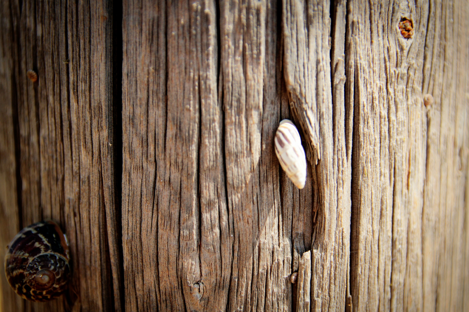 hout, tak, structuur, boom, blad, snijwerk, romp, bevloering