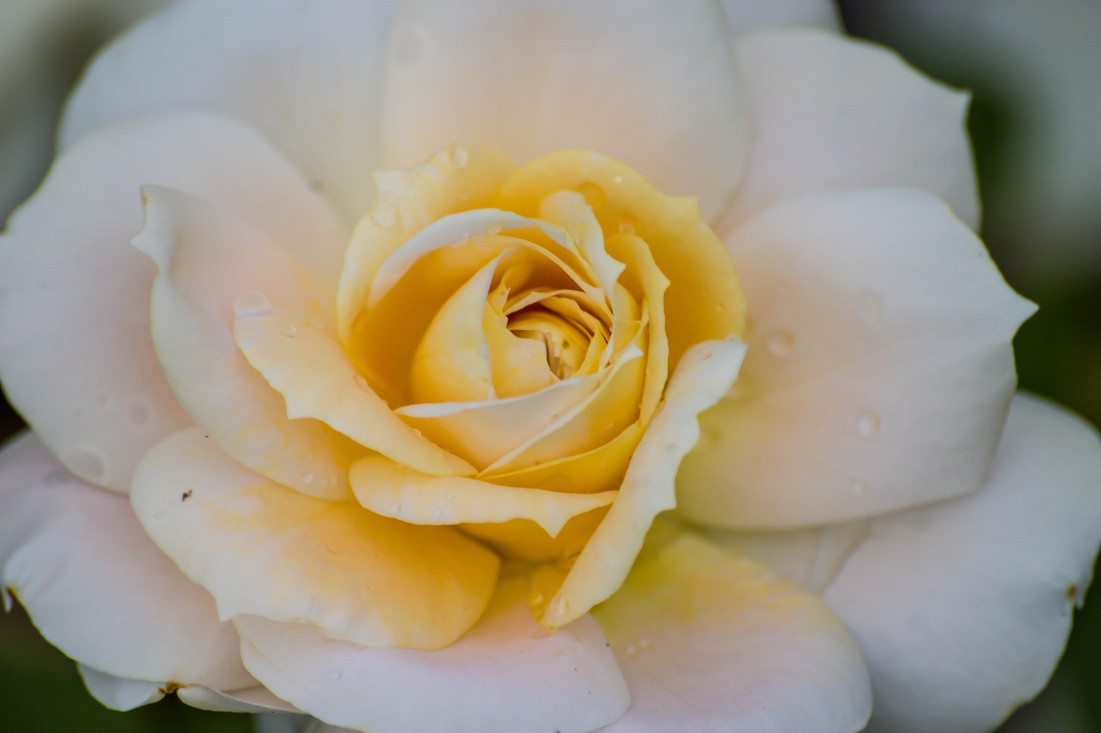 bílý, květ, růže, Blomma, Ros, Sofiero, vit, sofieroslottstr dg rd