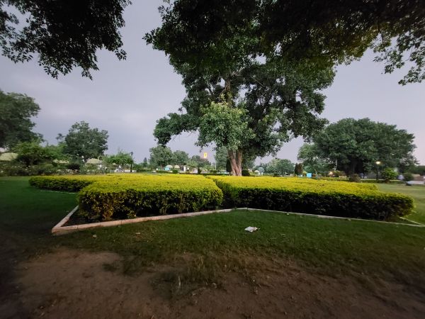 plant,sky,tree,Natural landscape,shade,asphalt